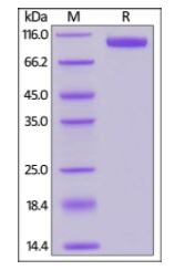 Mouse Siglec-2 on SDS-PAGE under reducing (R) condition. The gel was stained overnight with Coomassie Blue. The purity of the protein is greater than 95%.